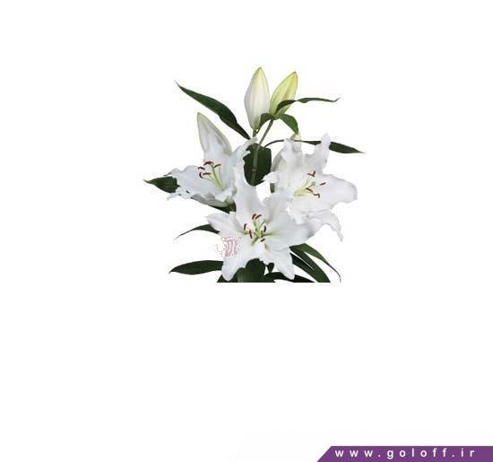 گل فروشی آنلاین- گل لیلیوم اورینتال کارومندل - Lilium oriental | گل آف